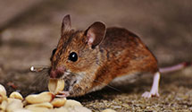24 Hour & Emergency Exterminators in East Springfield, OH